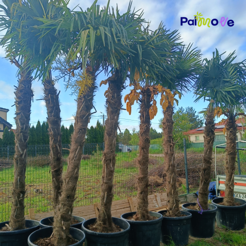 Trachycarpus Fortunei 250-350cm